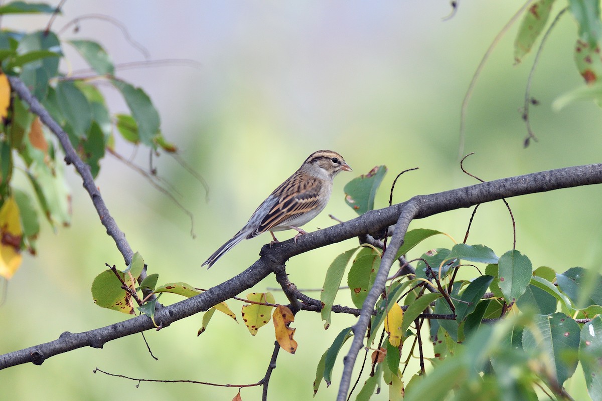 Chipping Sparrow - ML180123531