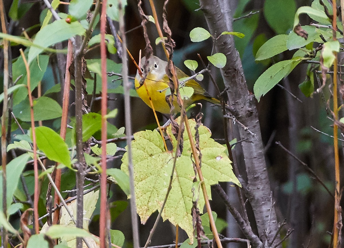 Nashville Warbler - David Bird