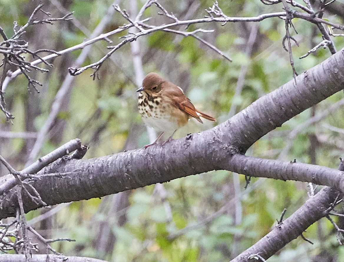 Hermit Thrush - ML180124341