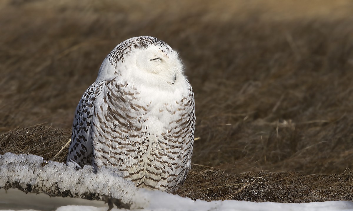 Harfang des neiges - ML180124841