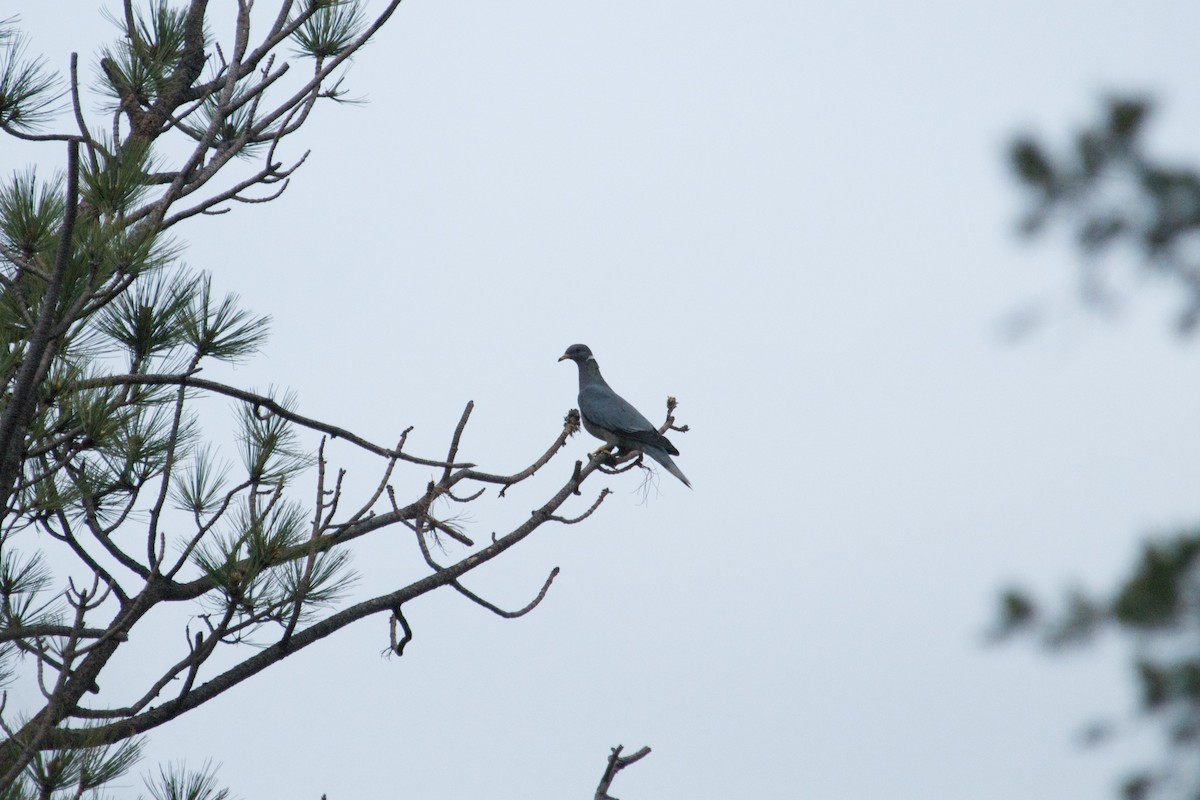 Band-tailed Pigeon - ML180129791