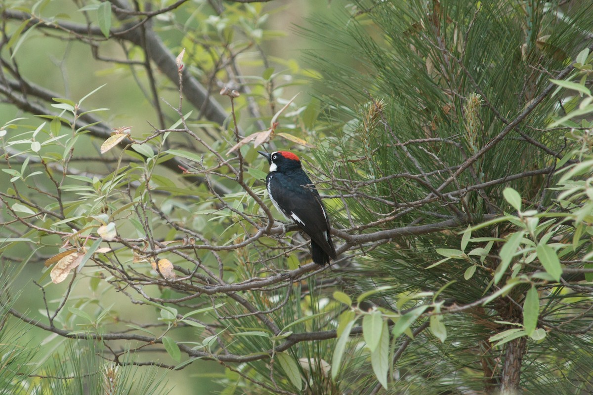 Acorn Woodpecker - ML180129821