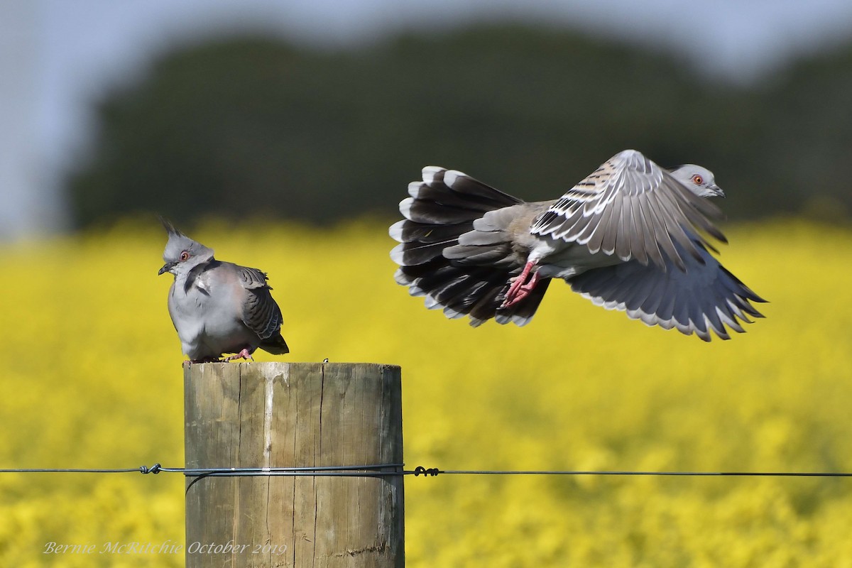 Crested Pigeon - ML180129841