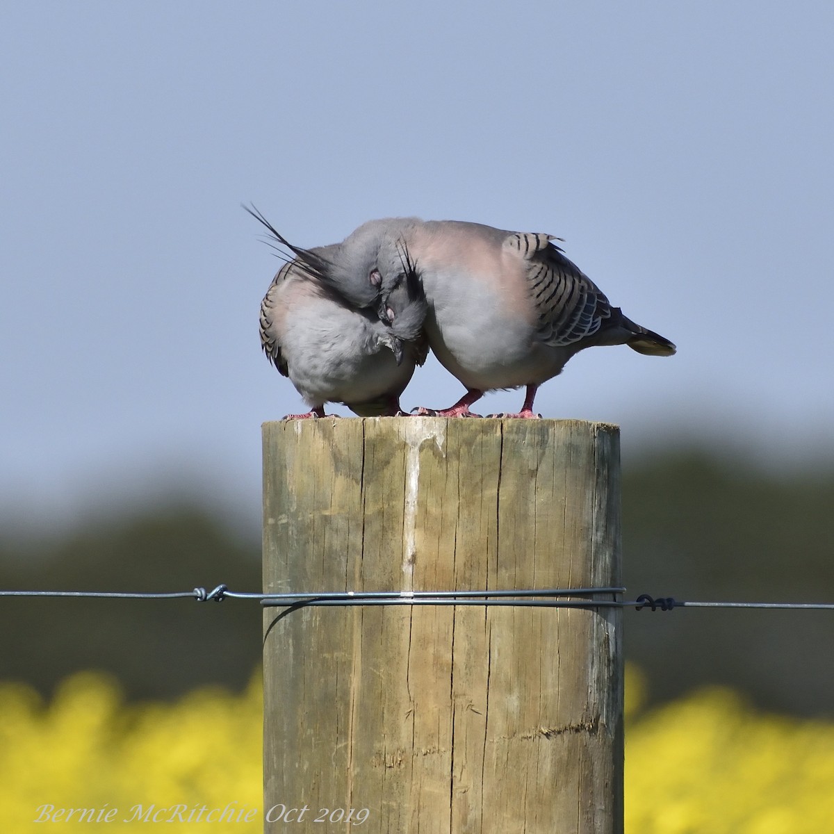 Crested Pigeon - ML180129891