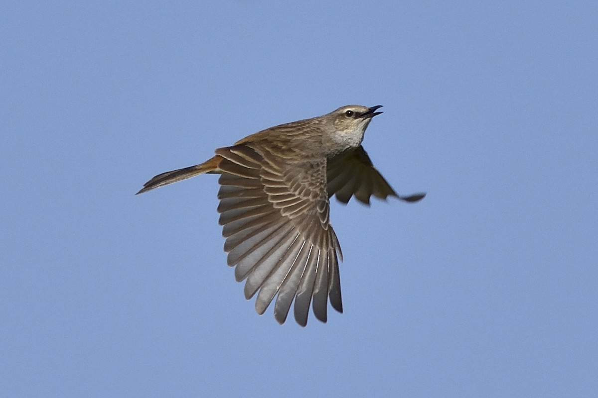 Rufous Songlark - ML180129981