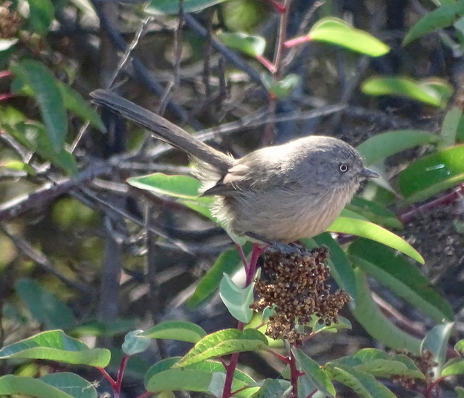 Wrentit - Angie Trumbo