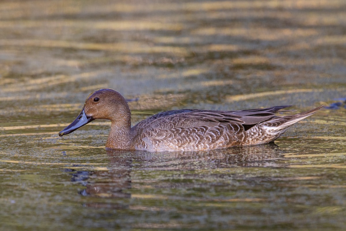 Northern Pintail - Robert Raker