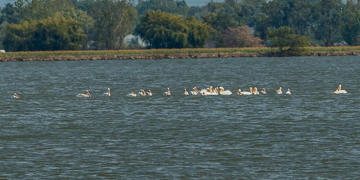 American White Pelican - ML180134291