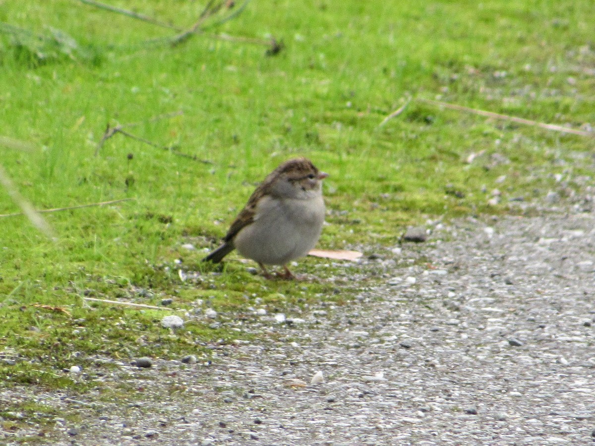 Chipping Sparrow - ML180135471