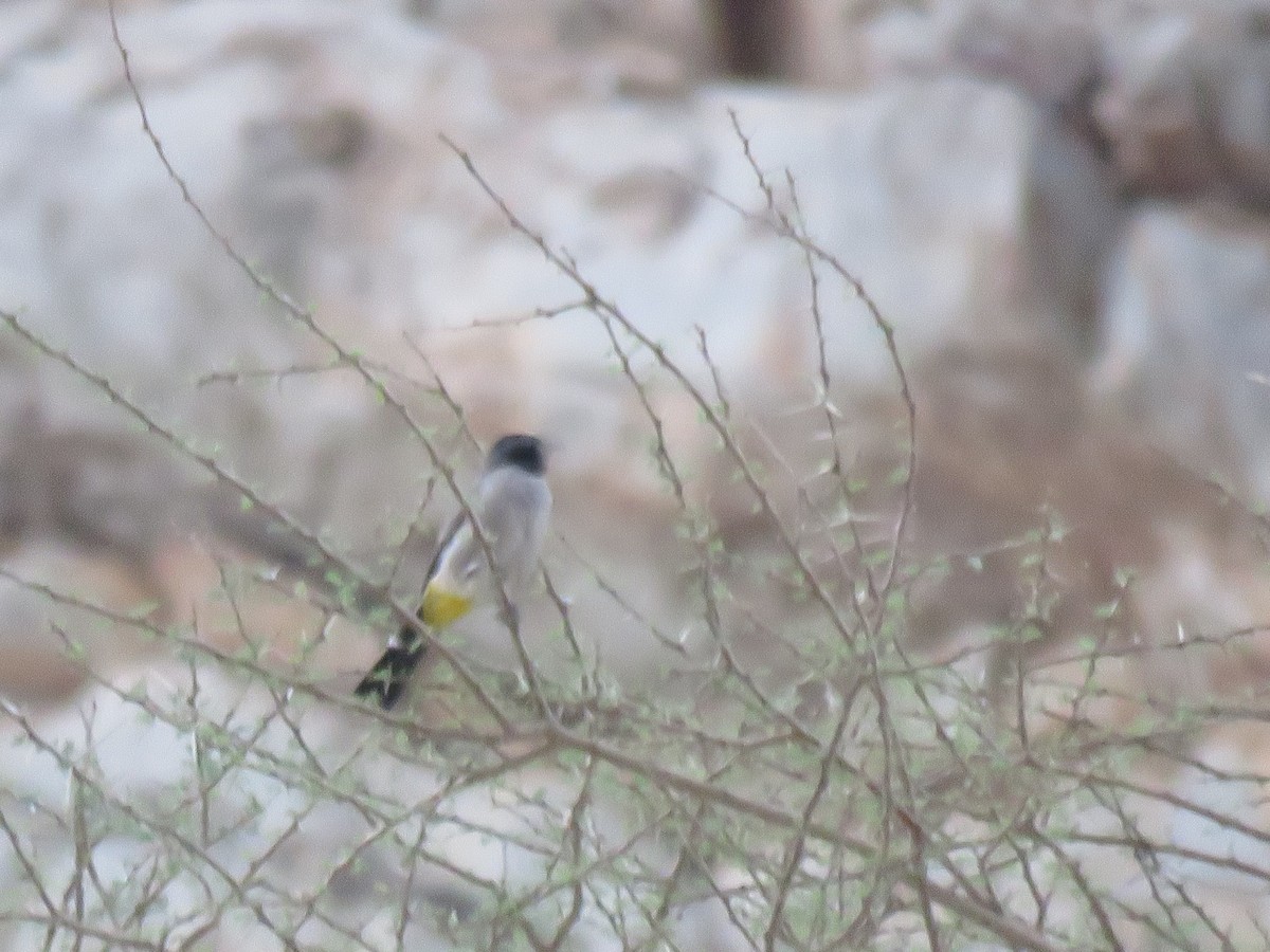 White-spectacled Bulbul - ML180139011