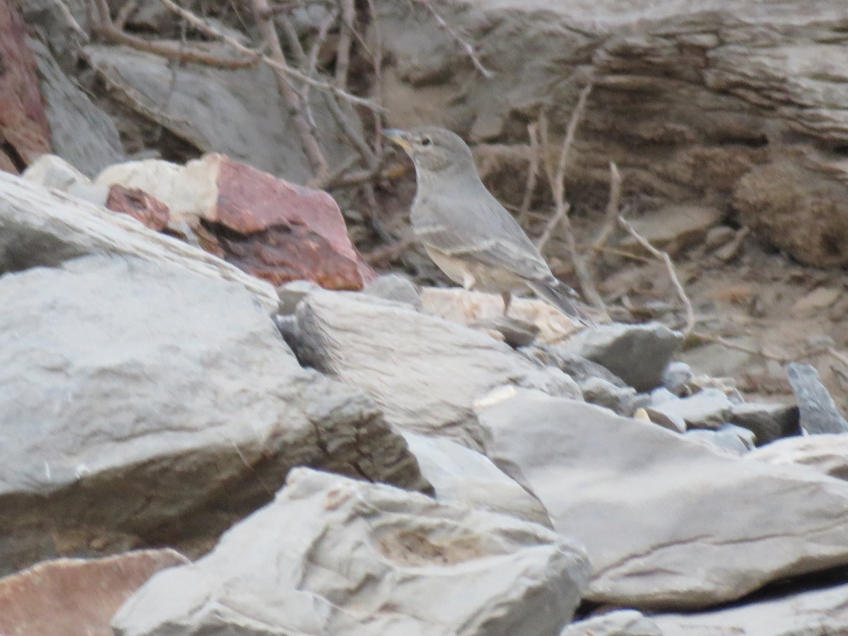 Desert Lark - Thomas Brooks