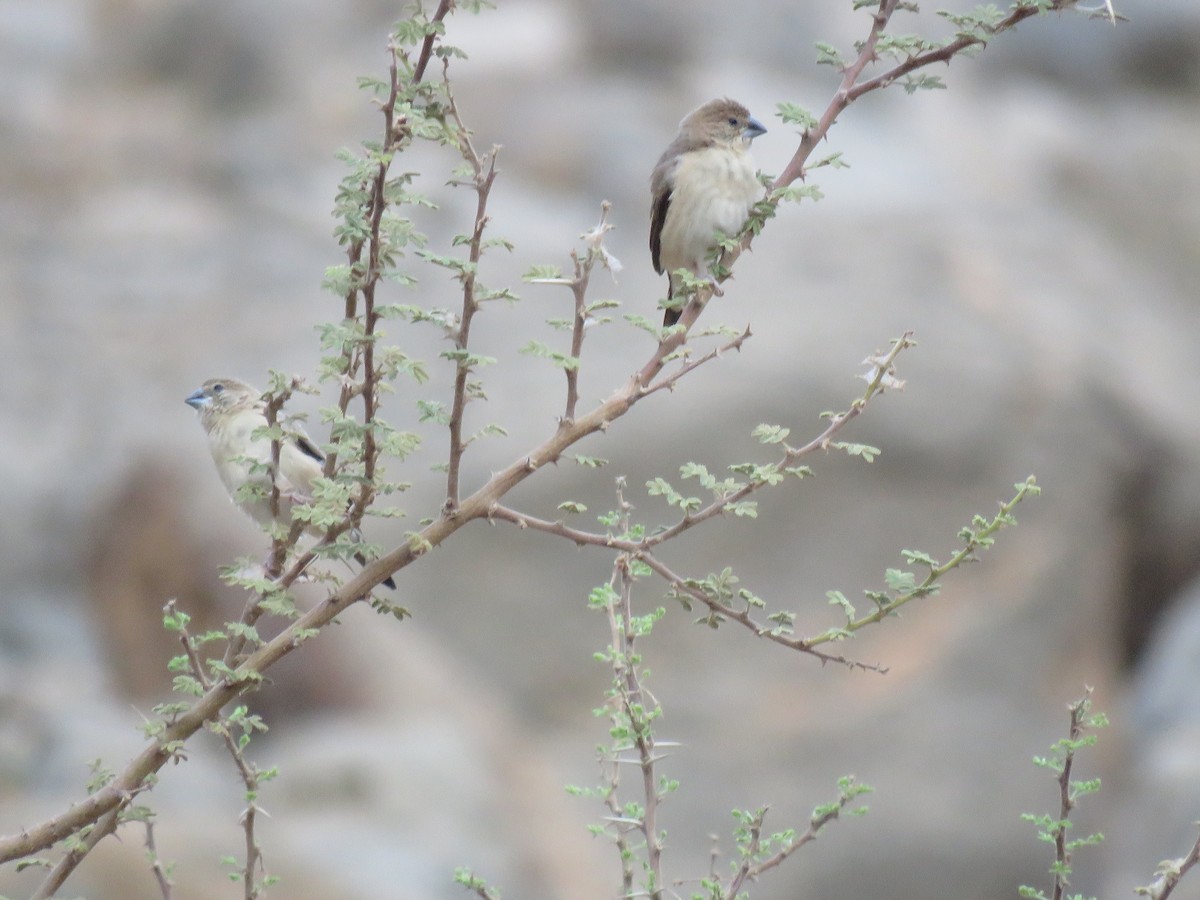 Indian Silverbill - ML180139231