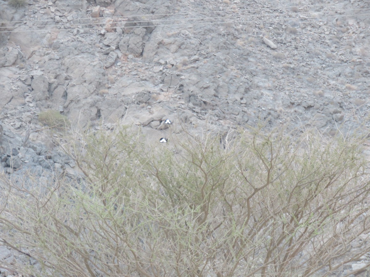 Hume's Wheatear - ML180139341