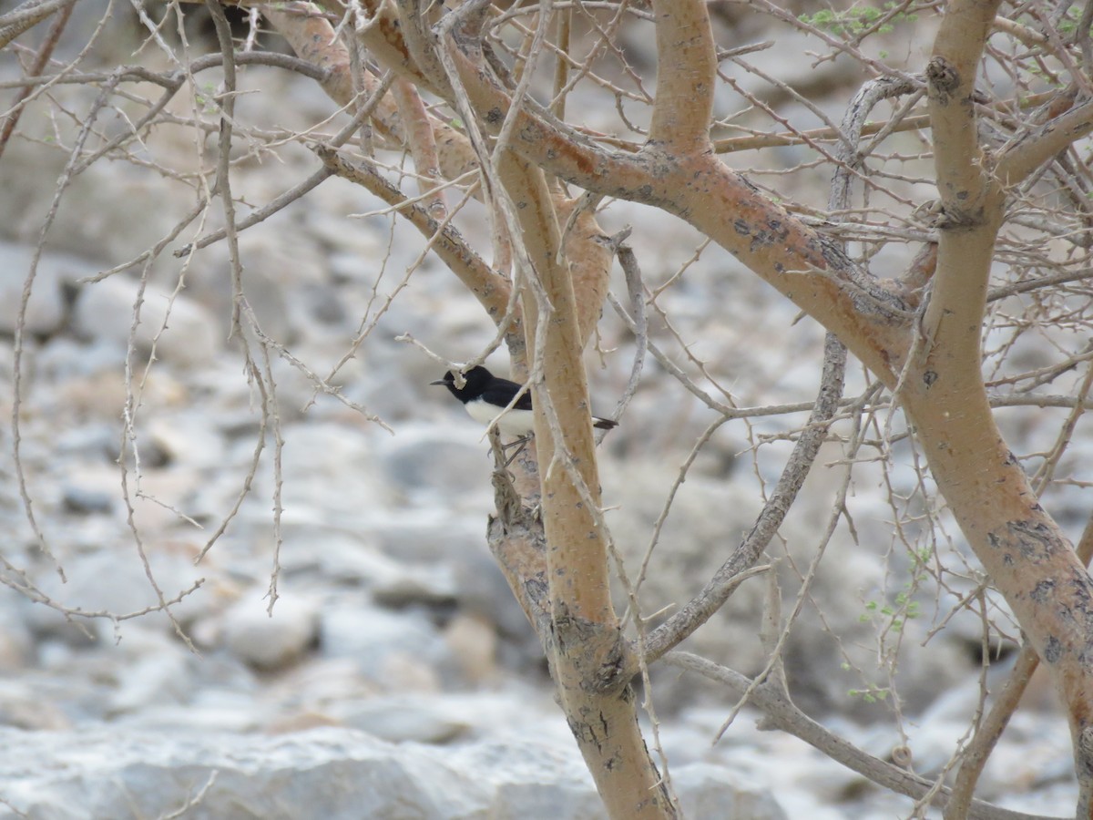 Hume's Wheatear - ML180139351