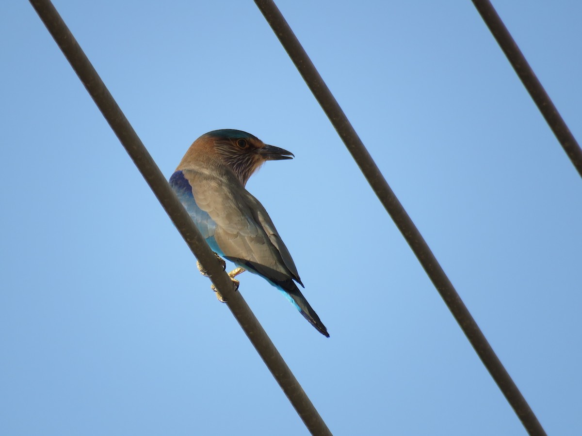 Indian Roller - ML180139501