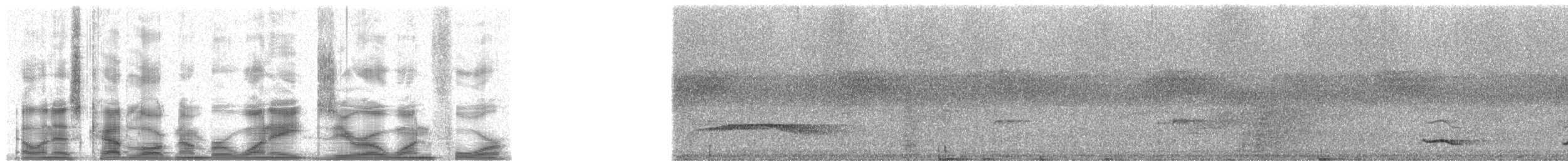 kotinga šupinkatá - ML18014