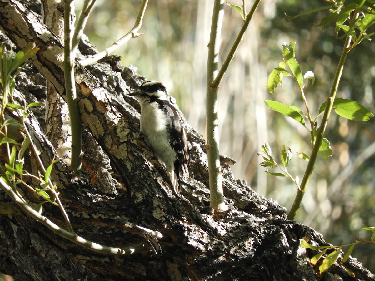 Hairy Woodpecker - ML180141491