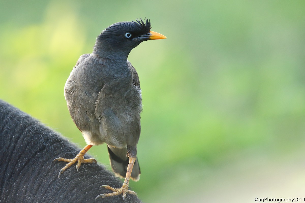 Jungle Myna - Rahul  Singh