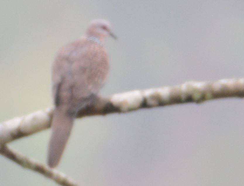 Spotted Dove - Arun Varghese