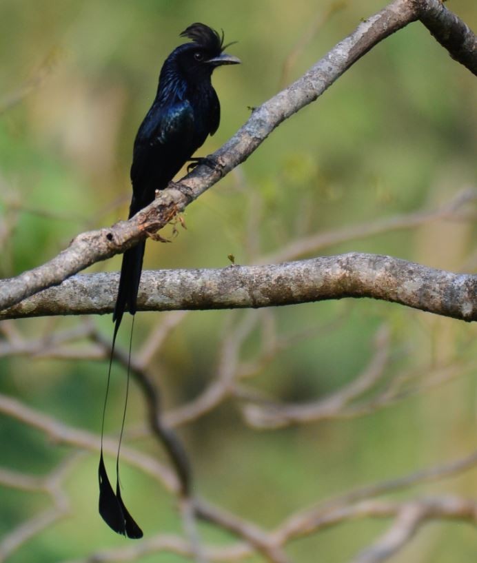 Greater Racket-tailed Drongo - ML180145811