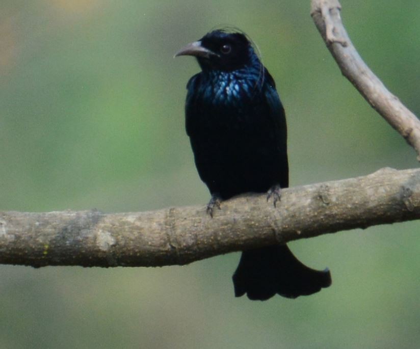 Hair-crested Drongo - ML180146041