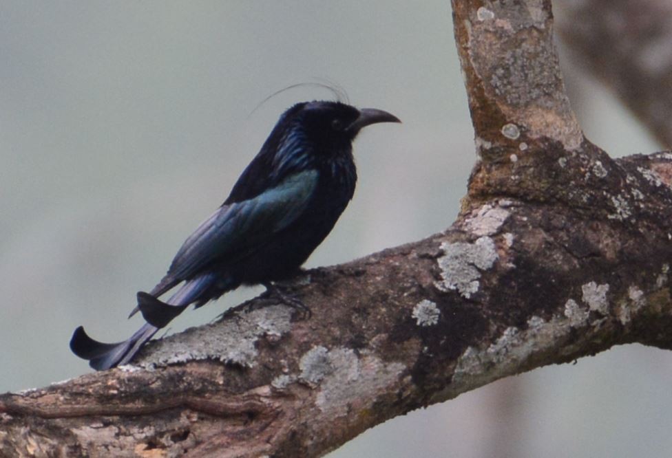 Hair-crested Drongo - ML180146071