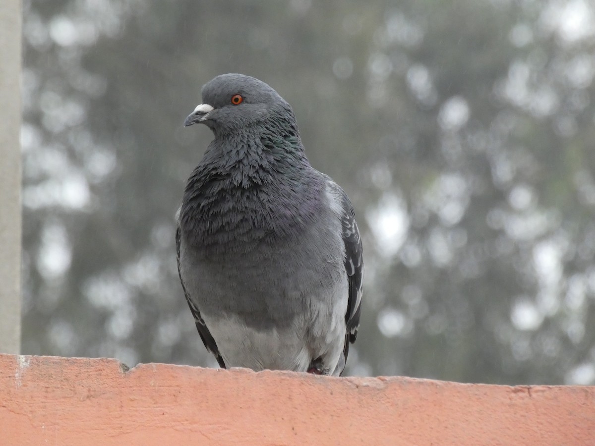 Rock Pigeon (Feral Pigeon) - Guhan Sundar