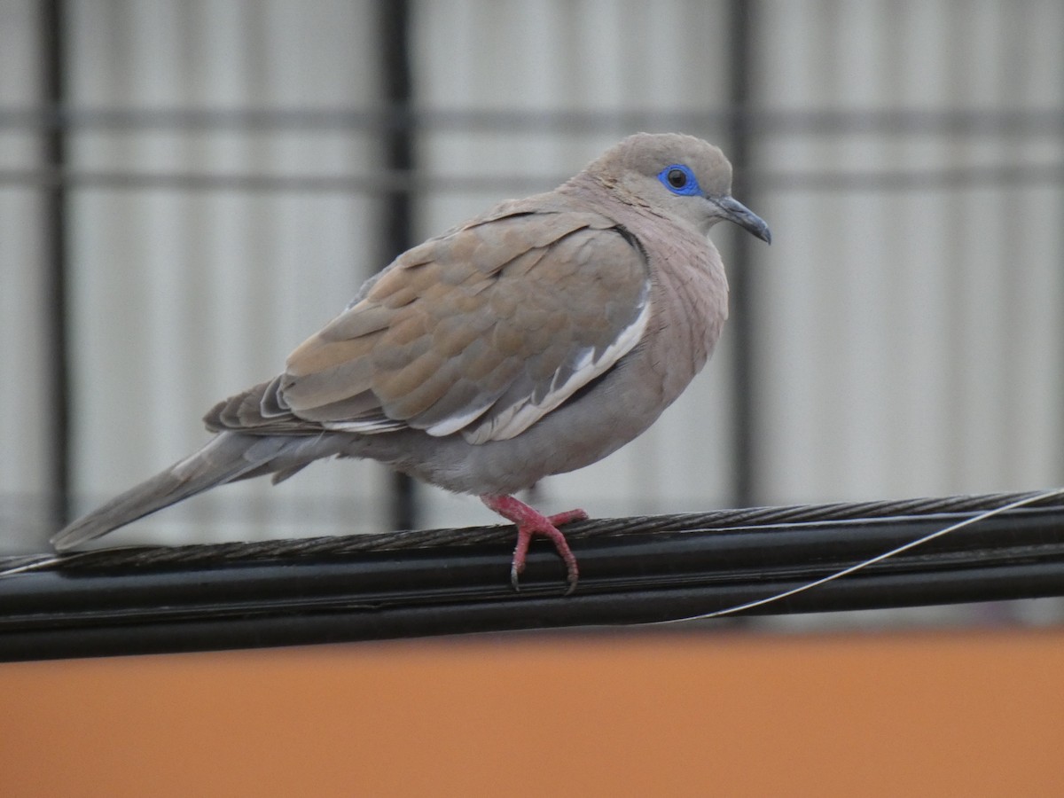 West Peruvian Dove - ML180146661
