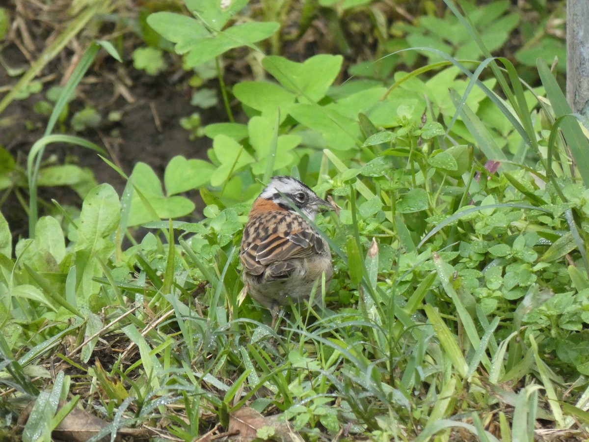 Rufous-collared Sparrow - ML180146751