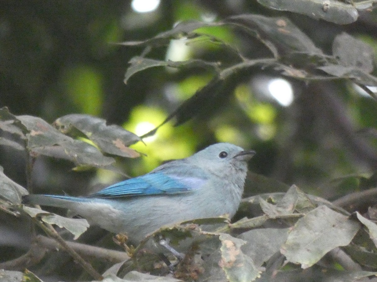 Blue-gray Tanager - ML180146831
