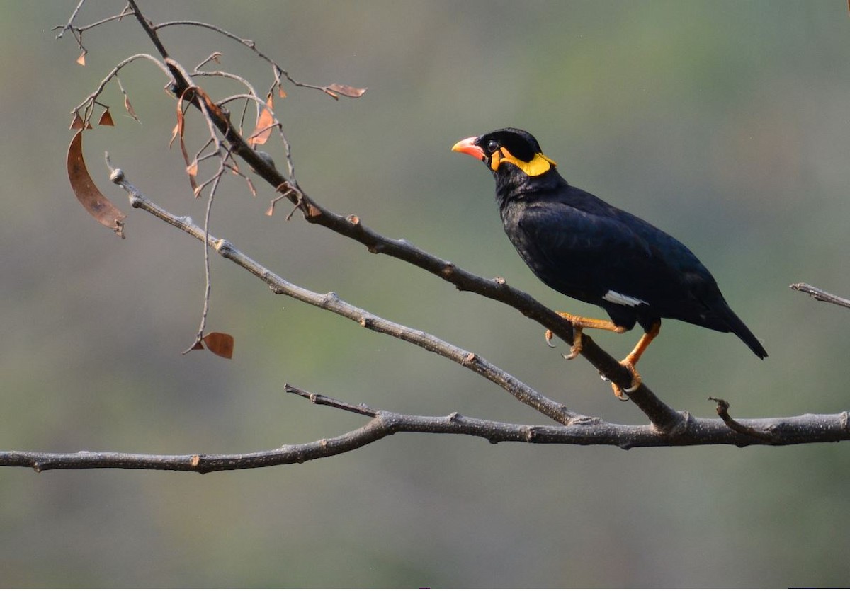 Common Hill Myna - ML180146861