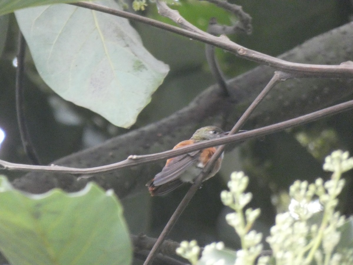 Amazilia Hummingbird - ML180147141