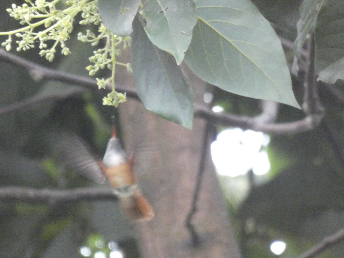 Amazilia Hummingbird - ML180147151