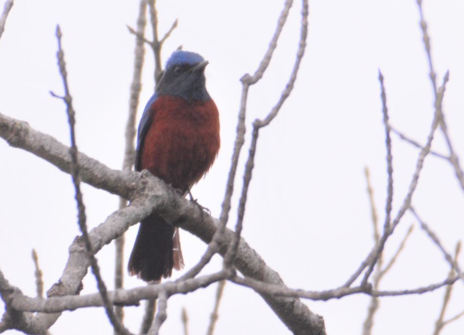 Chestnut-bellied Rock-Thrush - ML180147181