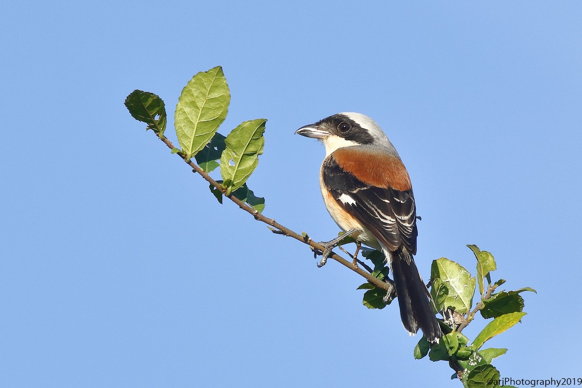 Pie-grièche à bandeau - ML180148391