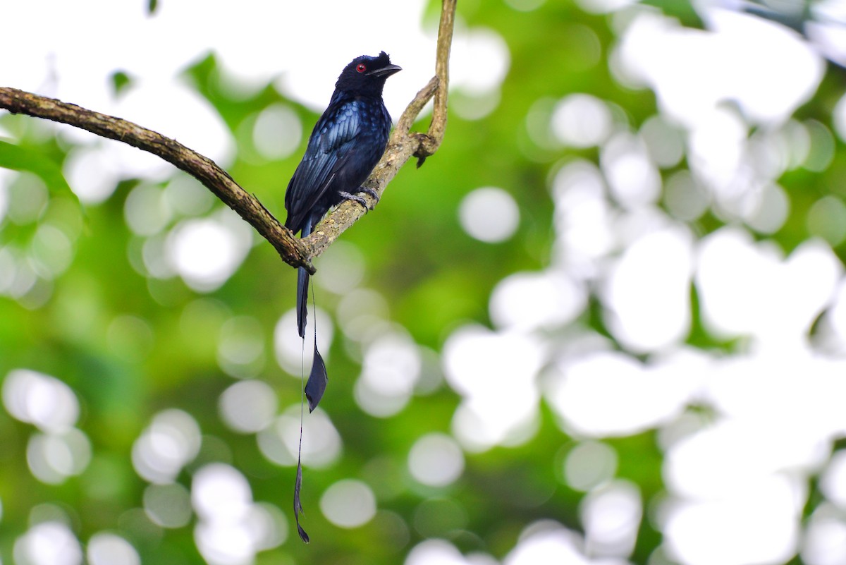 Greater Racket-tailed Drongo - Harn Sheng Khor