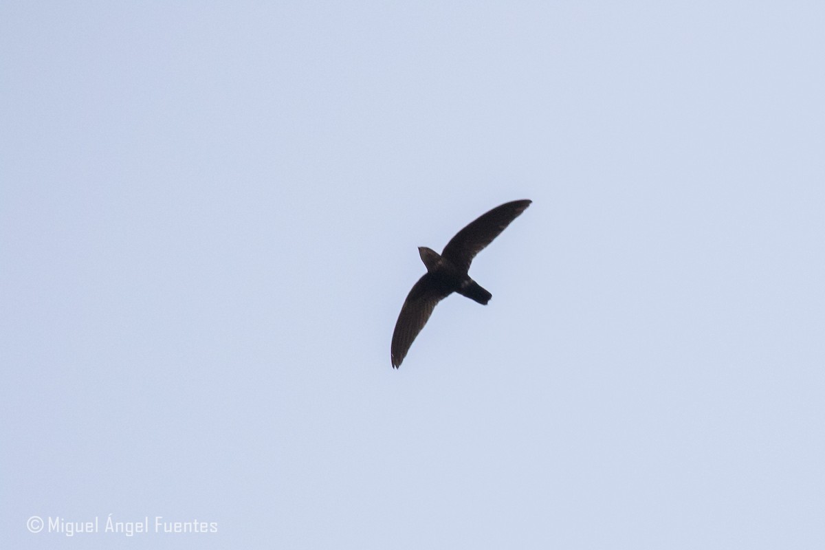 Mottled Spinetail - ML180151871