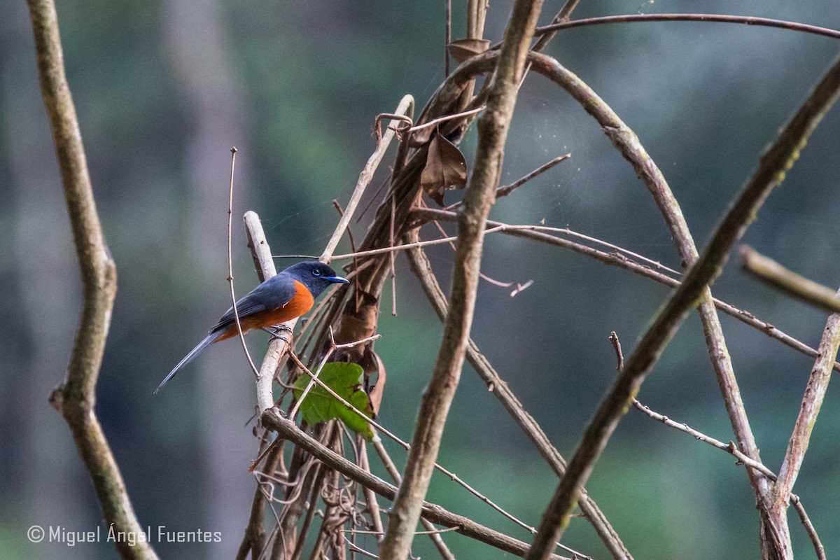 Black-headed Paradise-Flycatcher (Tricolored) - ML180151971