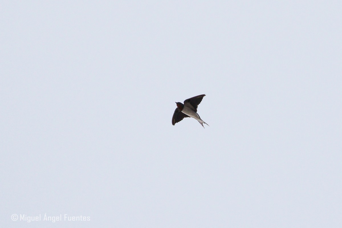 Red-chested Swallow - ML180152061