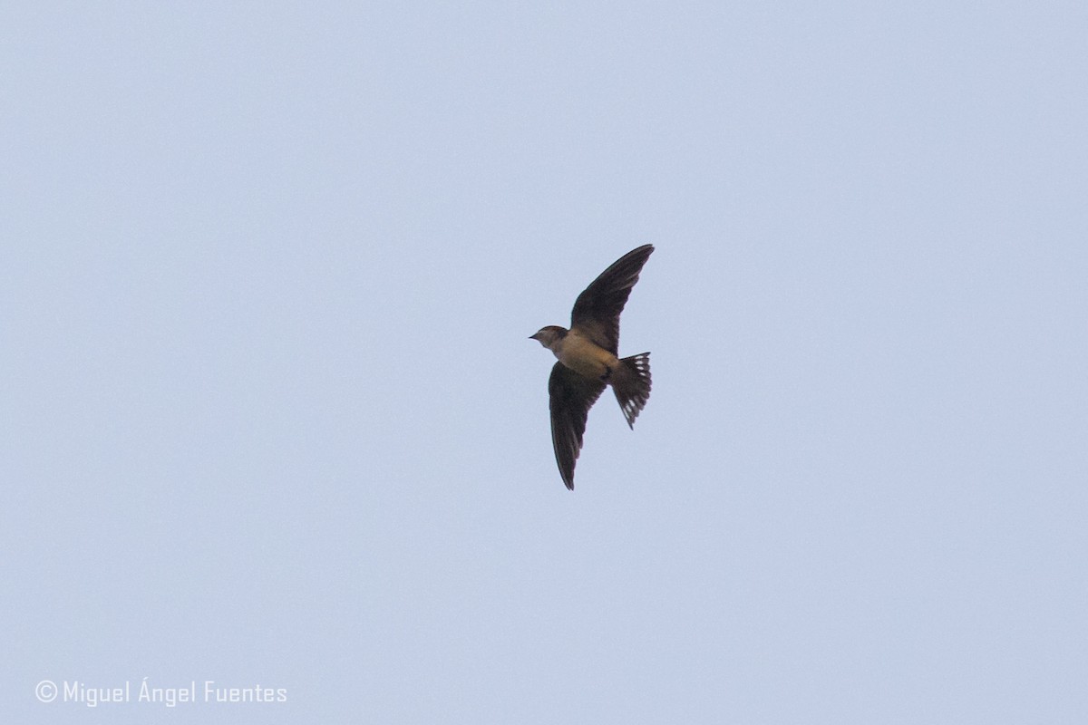 Preuss's Swallow - ML180152091