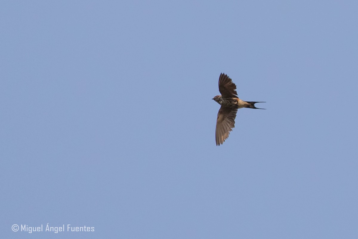 Lesser Striped Swallow - ML180152121