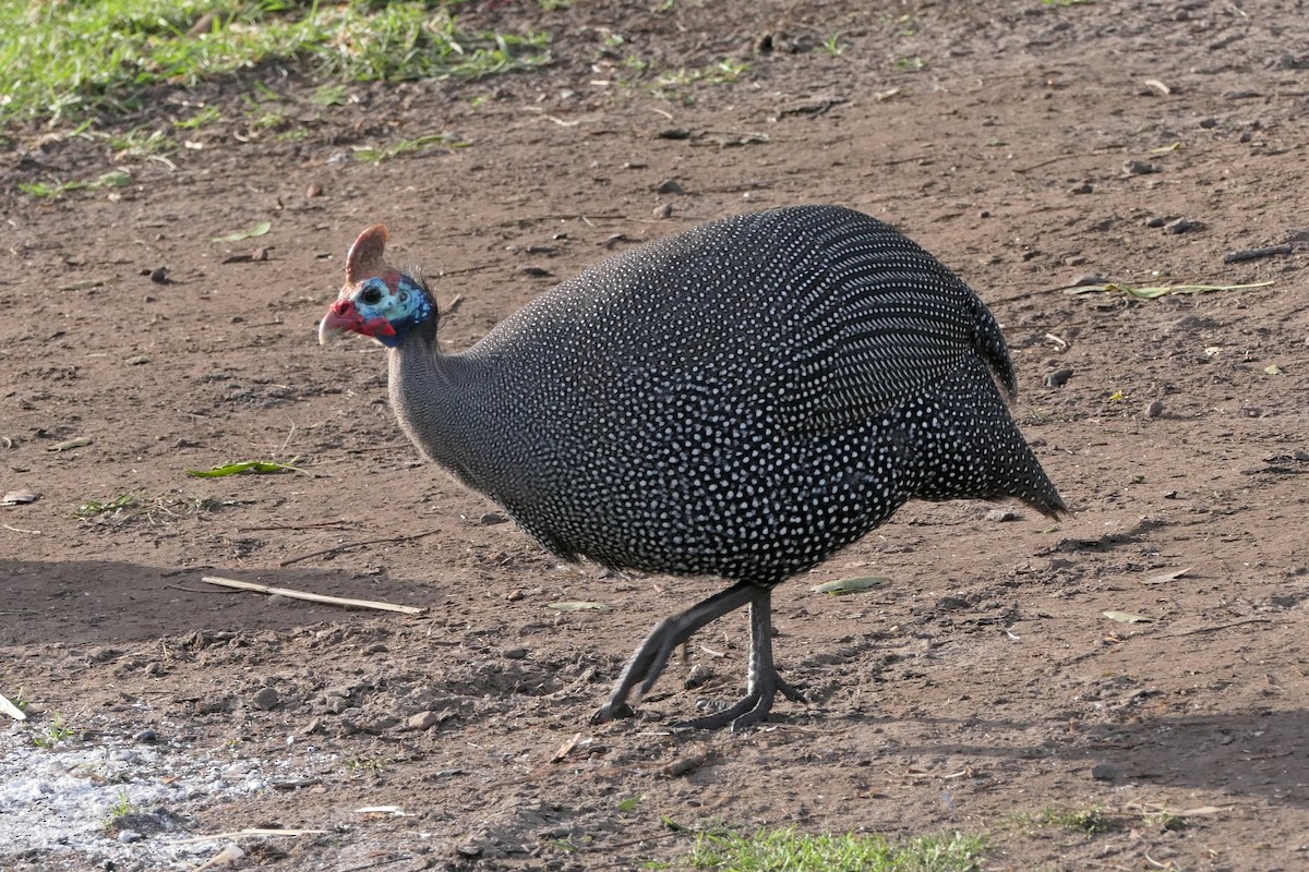 Helmeted Guineafowl - Ray Turnbull