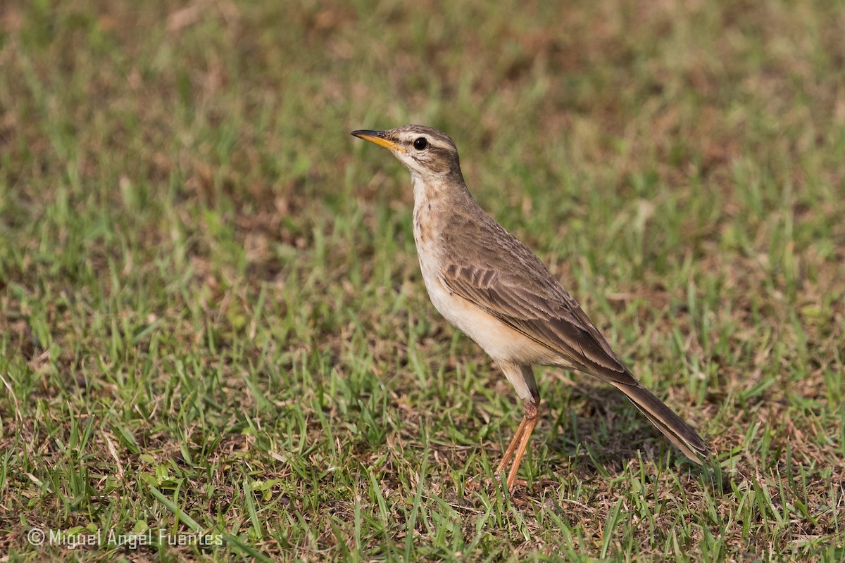 Pipit à longues pattes - ML180152701