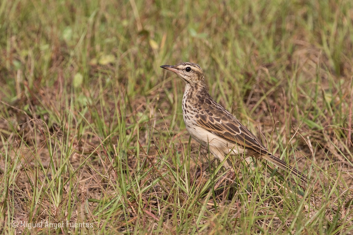 Pipit à longues pattes - ML180152711