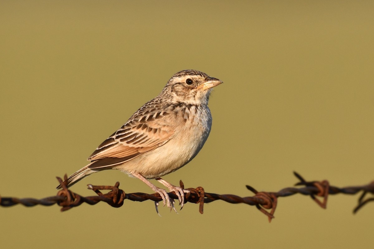 Singing Bushlark (Australasian) - ML180154121