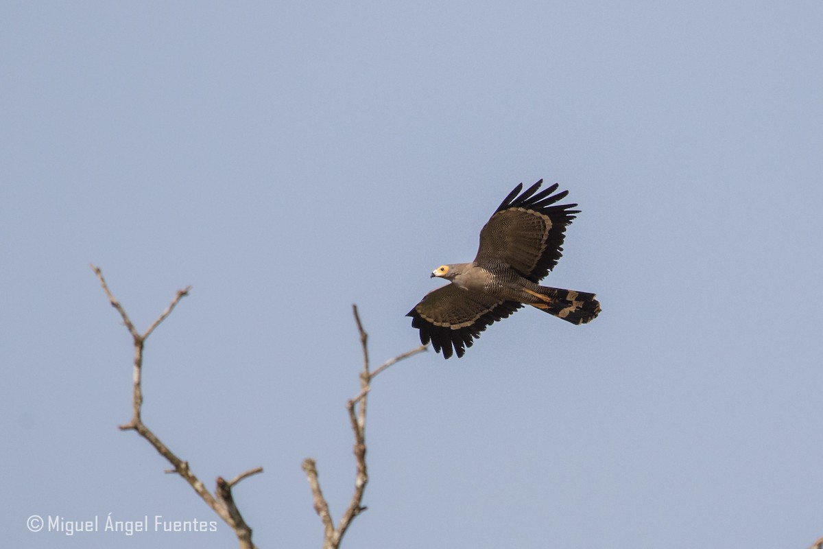 African Harrier-Hawk - Miguel Angel Fuentes Rosúa