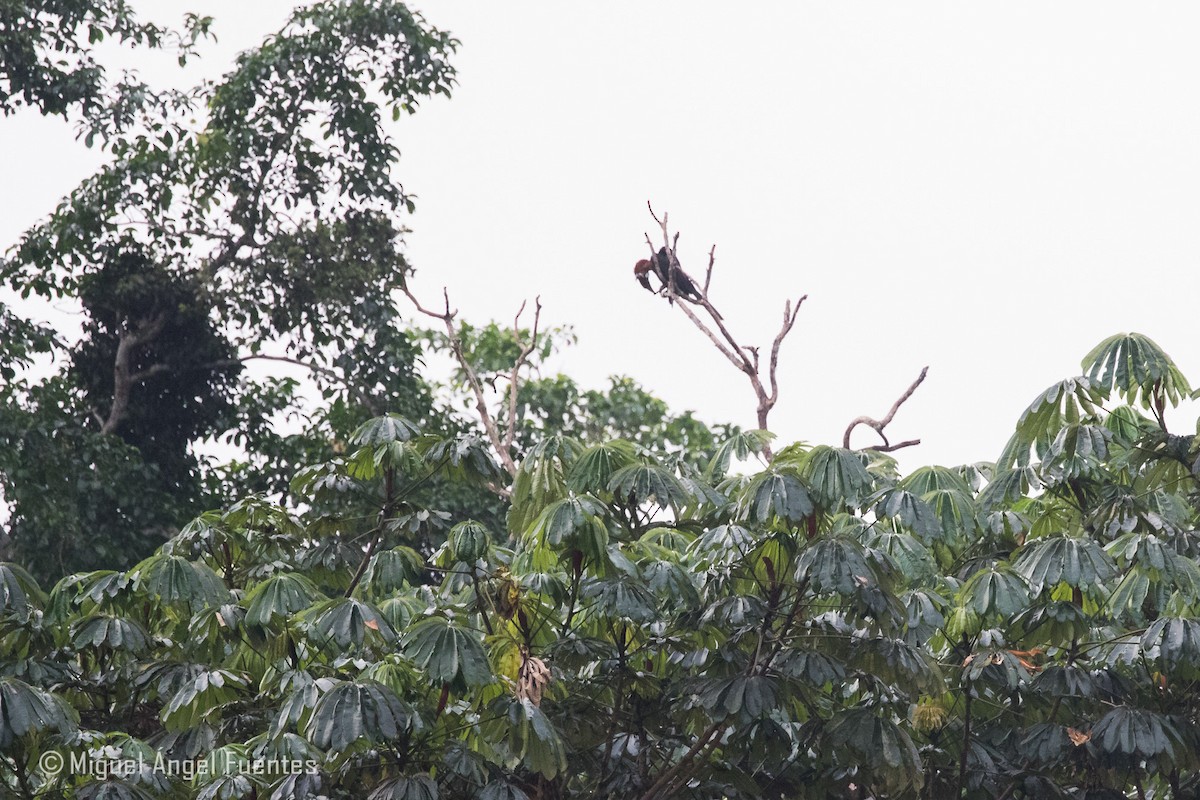 Black-casqued Hornbill - ML180154811