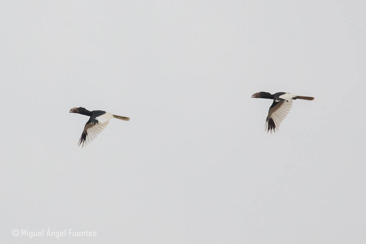 Piping Hornbill - ML180154831