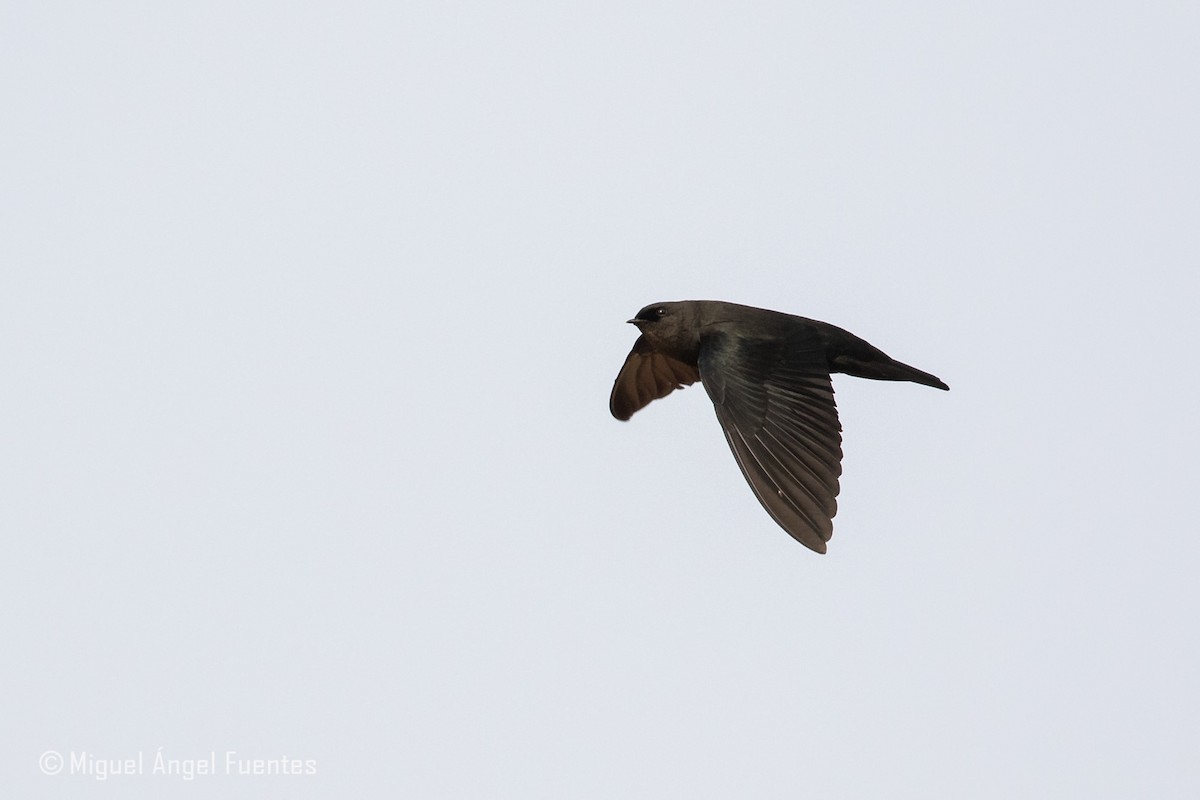 Golondrina Colicuadrada - ML180154871