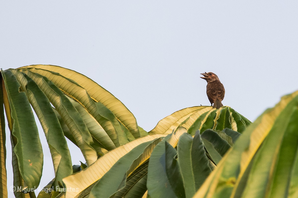 Trauerbartvogel - ML180154881